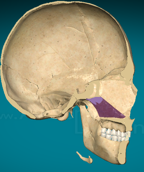 <p>Vomer bone</p>