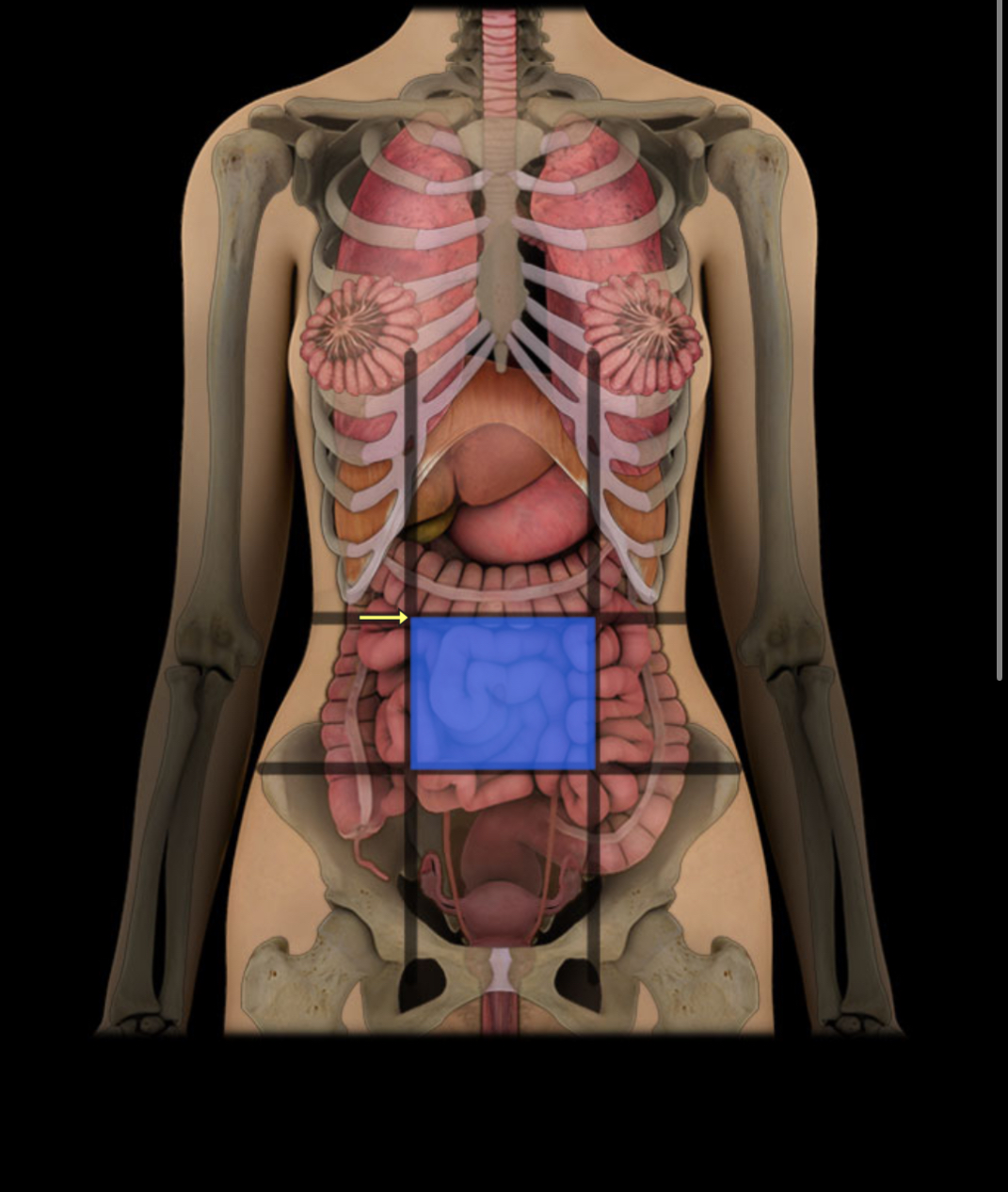 <p><span style="color: red;"><strong>Center abdomen; </strong></span><strong>contains small intestine.</strong></p>