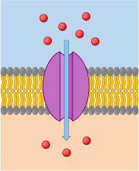 <p>Channel Proteins </p>