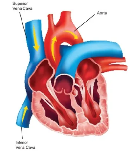 <p>The <strong>second-largest</strong> vein in your body that lies above the inferior vena cava. It brings oxygen-depleted blood back to your heart from the <strong>upper</strong> part of your body.&nbsp;</p><p>[Inferior vena cava → superior vena cava → veins → venules,<strong> and then to arterial system]</strong></p>