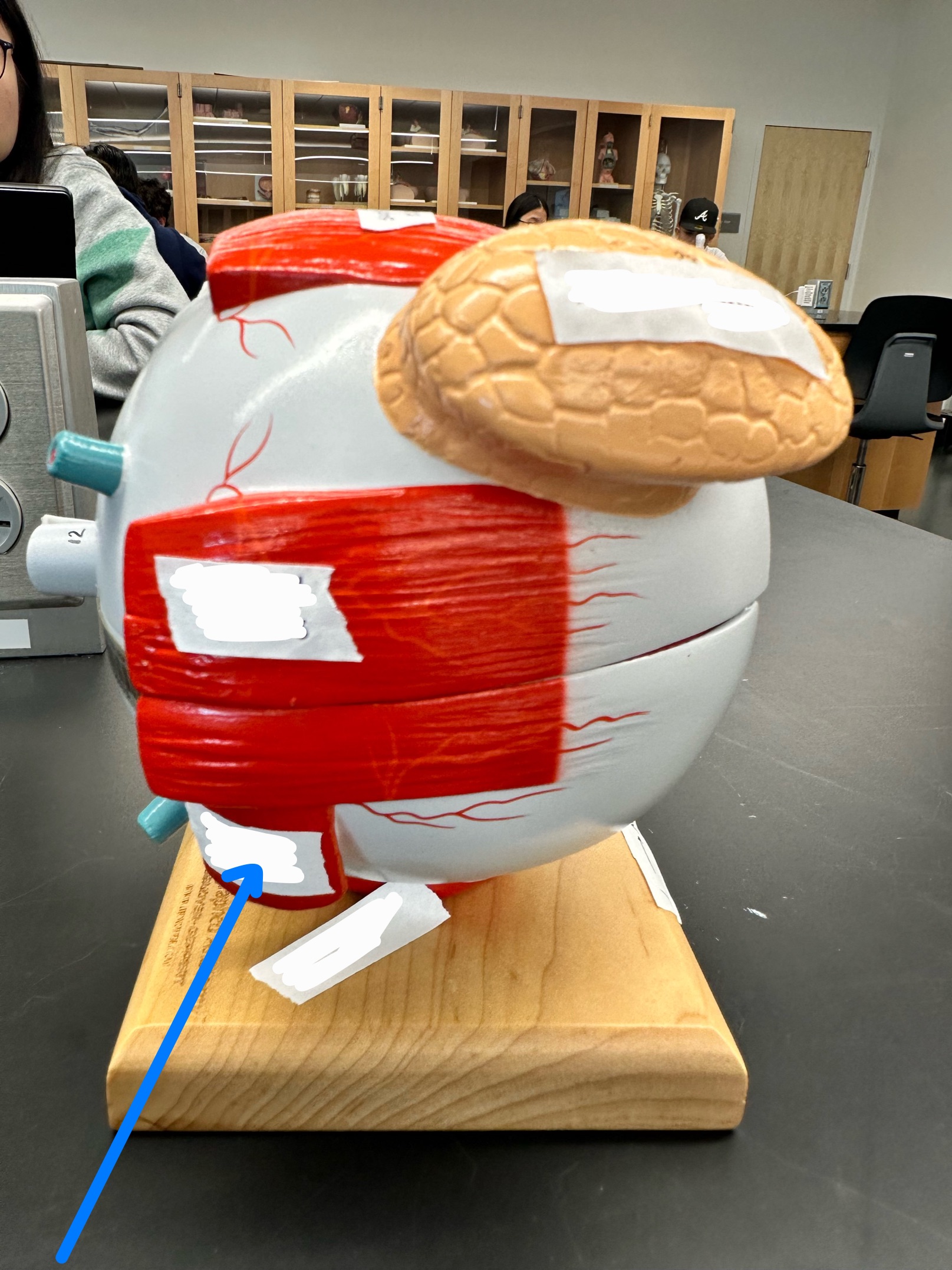 knowt flashcard image