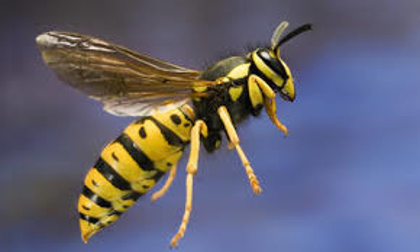 <p>wasp</p>