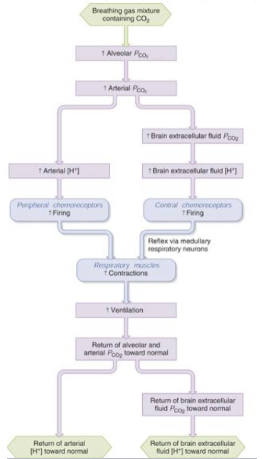 <ul><li><p><span style="background-color: transparent;"><span>stimulates BOTH central and peripheral chemoreeptors</span></span></p></li><li><p><span style="background-color: transparent;"><span>CO2 can be converted to H+ in blood and peripheral chemoreceptors. CO2 can cross blood brain barrier and be converted to H+ in CSF</span></span></p></li><li><p><span style="background-color: transparent;"><span>PCO2 levels have an important impact on dyspnea (shortness of breath)</span></span></p></li></ul><p></p>