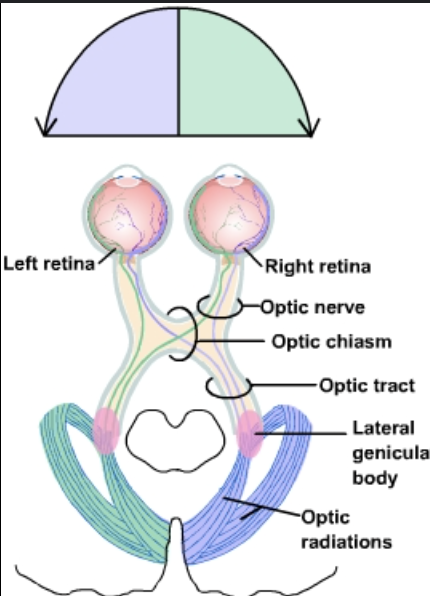 <p>from rods and cones</p><p>goes to bipolar cells</p><p>then ganglion cells</p><p>goes to optic nerve</p><p>then optic chiasm</p><p>then optic tract</p><p>through thalamus</p><p>optic radiations occurs</p><p>primary visual center in occipital lobe gets the signal</p>