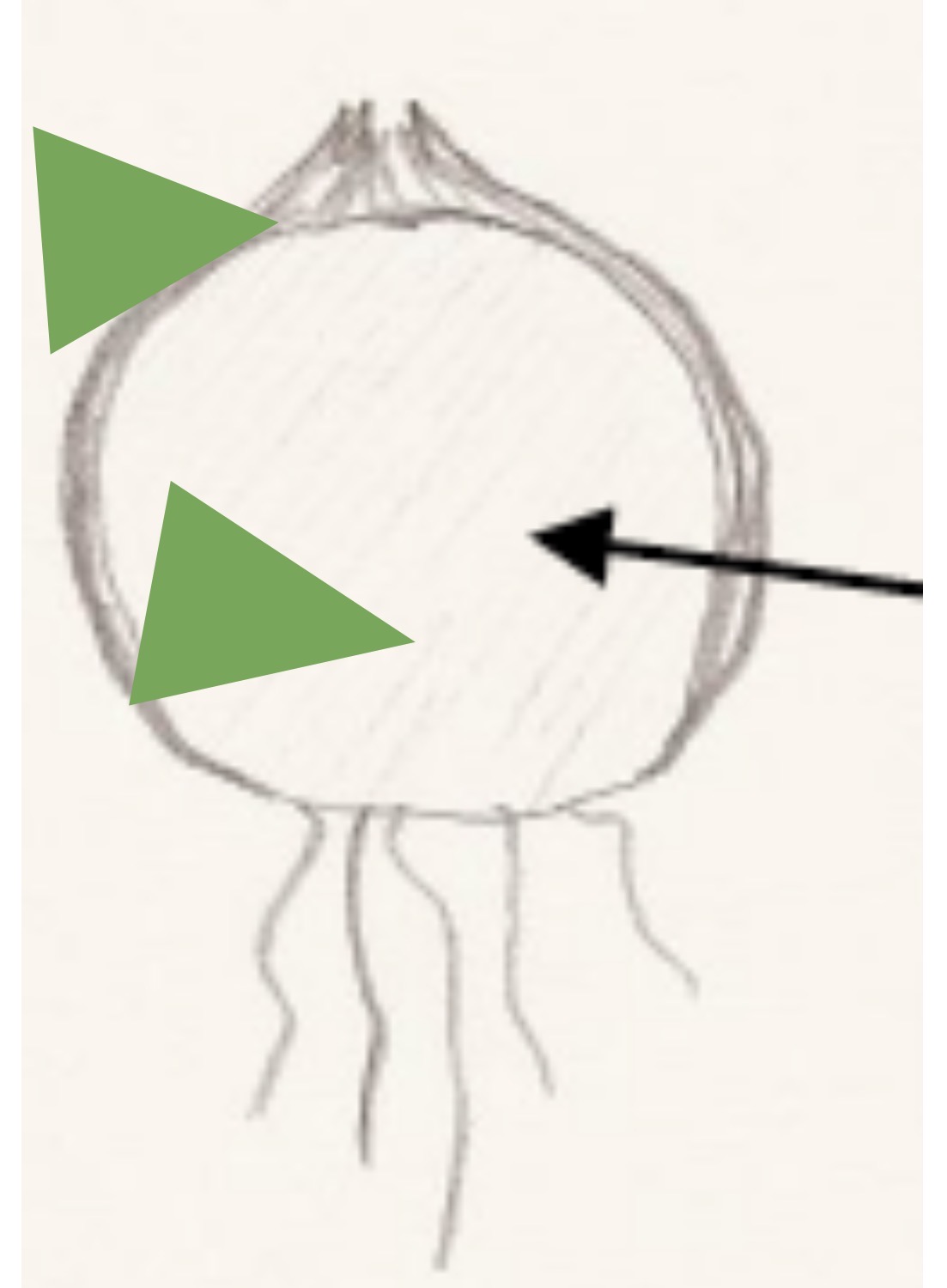 <p>Type of Underground Stem Modification</p>