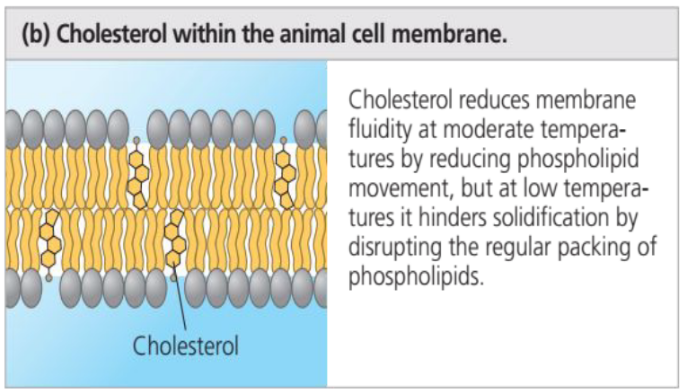 <p>The steroid cholesterol, which is wedged between phospholipid molecules in the plasma membranes of animal cells, has different effects on membrane fluidity at different temperatures</p>