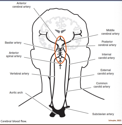 <p>Circle of Willis provides blood supply to 3 paired cerebral arteries: </p><p>● 2-Anterior cerebral arteries supply the upper and anterior regions of the frontal lobes and anterior corpus callosum.</p><p>● 2-Middle cerebral arteries fan-shaped distribution and supply most of lateral surfaces of the brain hemispheres, plus thalamus and basal ganglia. </p><p>● 2-Posterior cerebral arteries supply blood to the occipital lobes and lower parts of the temporal lobes.</p>