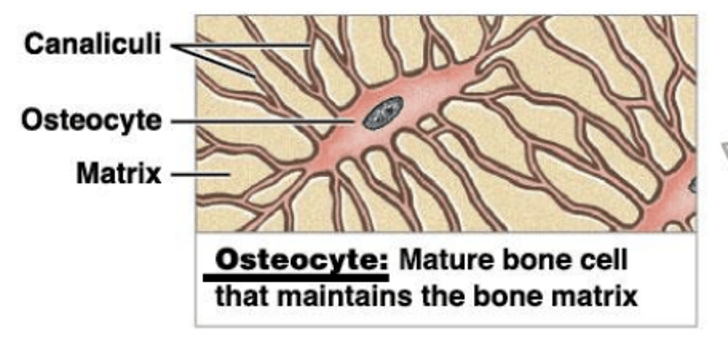 <p>maintains matrix</p>