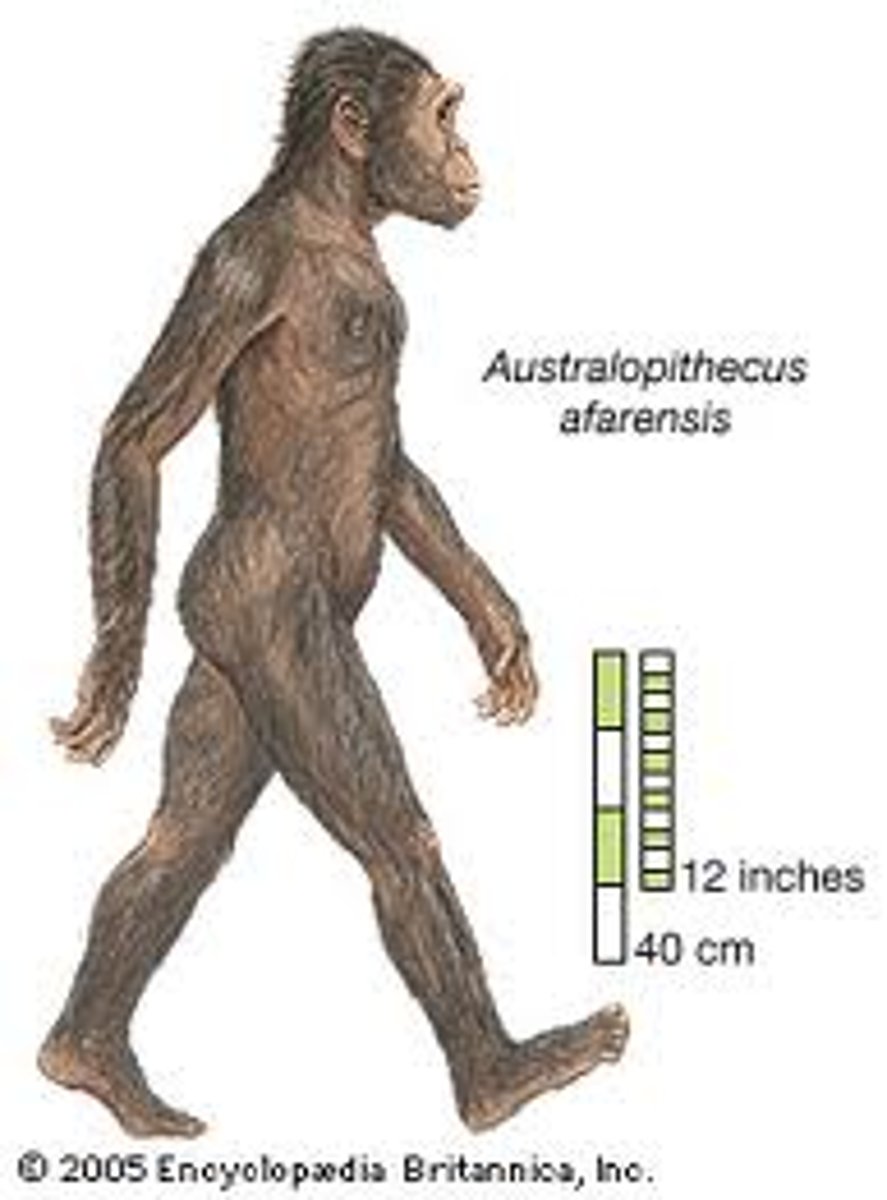 <p>• erect</p><p>• bipedal</p><p>• long forelimb</p><p>• sexually dimorphic</p><p>• small brains</p><p>• intermediate teeth (slight diastema, reduced canine, thicker enamel than apes)</p>