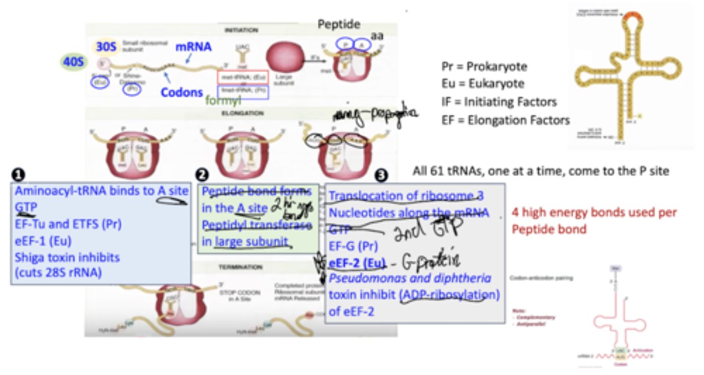 <p>All 61 tRNA come to the A site of the ribosome one at a time, in the order dictated by the mRNA.w</p>