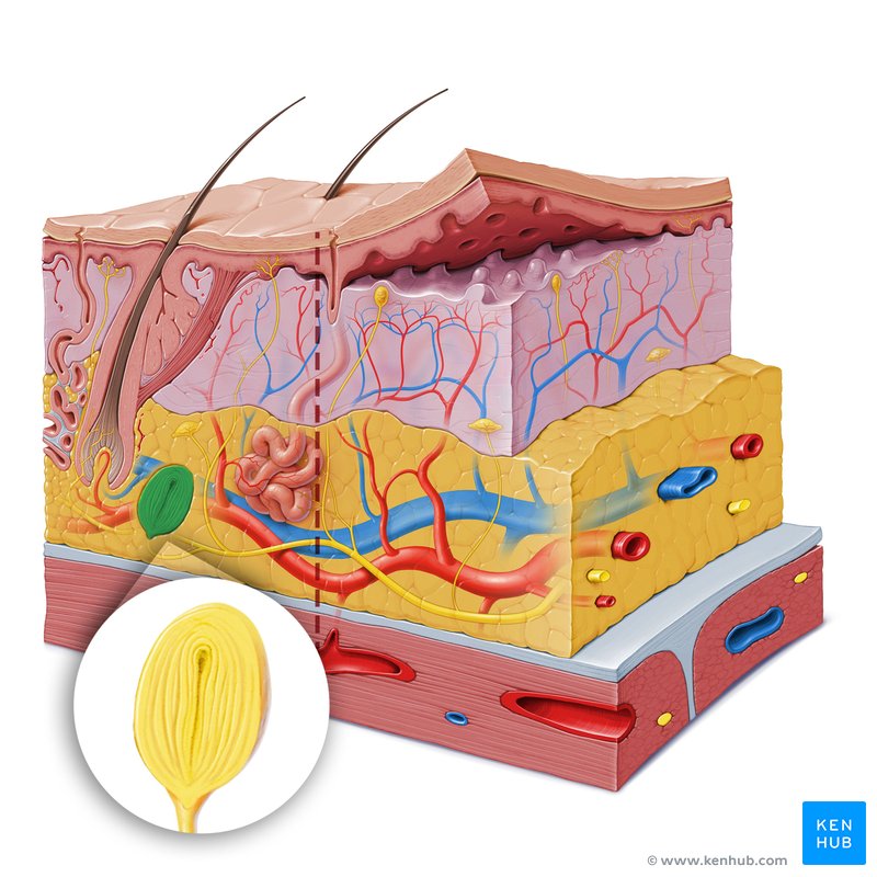 <p><strong>Lamellär mekanoreceptor</strong> belägen i retikulära dermis och i övre delarna av subcutis.</p><p><strong>RA II - </strong>djupa vibrationer och tryck. Främst i fingrar, handflator och fotsulor.</p>