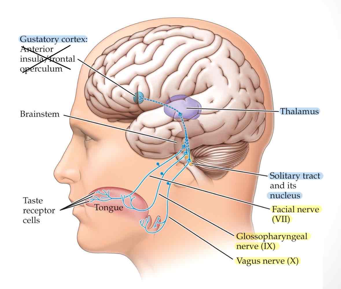 <p>gustatory pathway</p>