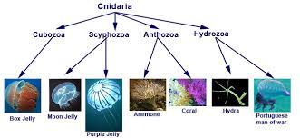 <p>other jellies, corals, hydras, anemones</p>