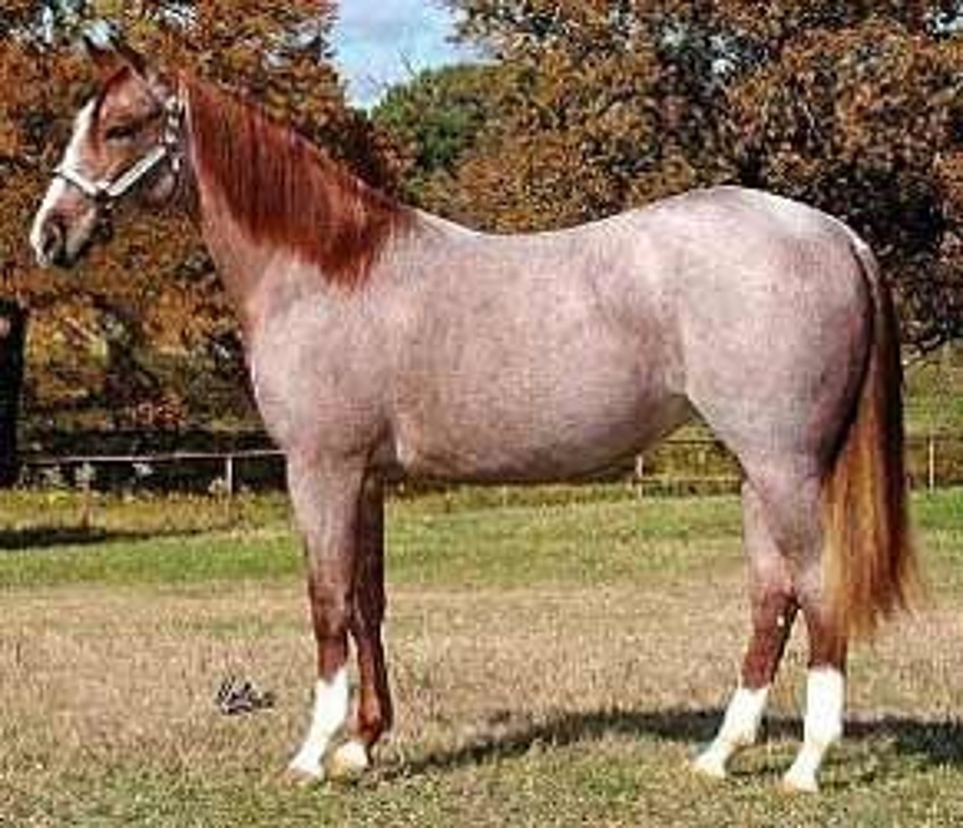 <p>- Mixture of white and either red (red roan), chestnut (strawberry roan), or black (blue roan) hair</p>