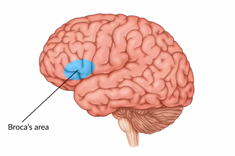 <ul><li><p><span><span>contains </span></span>neurons<span><span> involved in </span></span>speech<span><span> function.</span></span></p></li><li><p><span><span>serves a vital role in the generation of </span></span>articulate<span><span> speech.</span></span><br></p></li></ul><p></p>