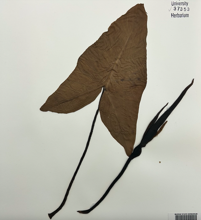 <p>Order? Family?</p>