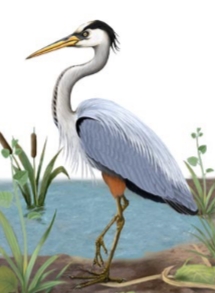 <p>Ardea herodias</p>