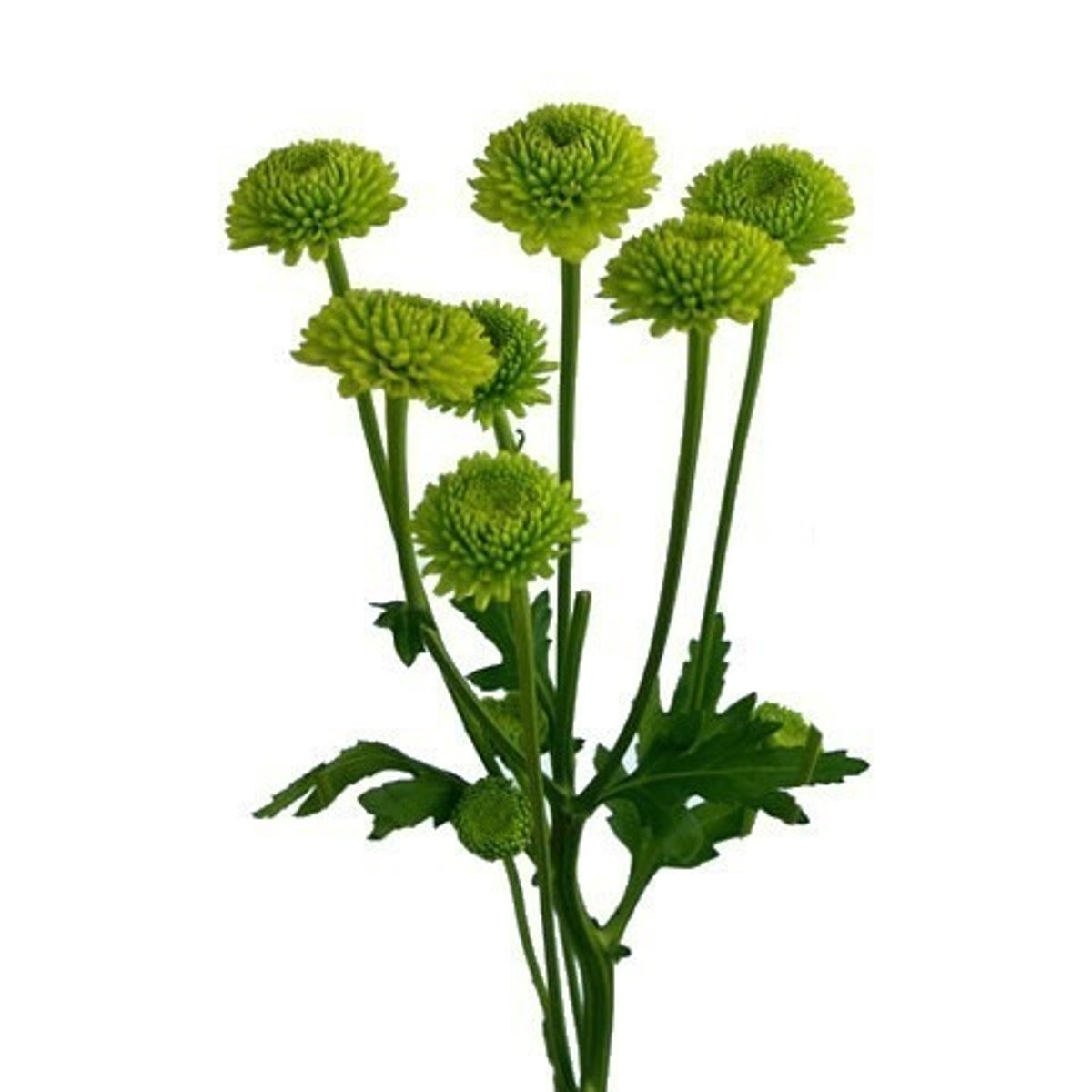 <p>Chrysanthemum; Mass</p>