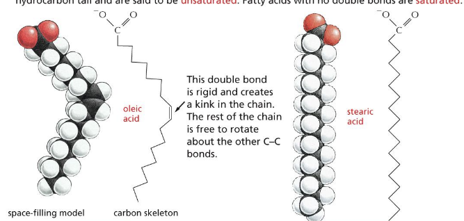 <p>determined by double bonds in hydrocarbon tail</p><ul><li><p>hundreds of different kinds of fatty acids exist</p></li><li><p>some have one or more double bonds in their hydrocarbon tail = <strong>unsaturated</strong></p><ul><li><p>double bond = rigid and creates a kink in the chain; rest of the chain is free to rotate around the other C-C bonds</p></li></ul></li><li><p>NO double bonds = <strong>saturated</strong></p></li><li><p>all fatty acids have a <strong>carboxyl group</strong> (COOH) at one end and a large <strong>hydrocarbon tail</strong> at the other</p></li></ul><p></p>