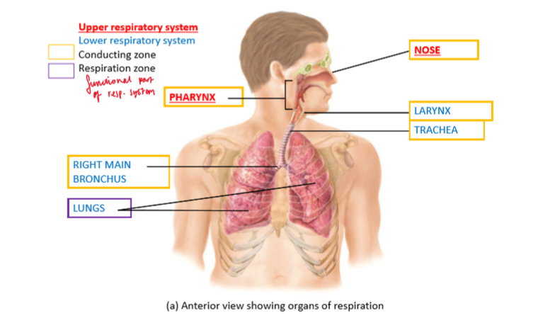 <p>Conducting zone:</p><ul><li><p>Nose (U)</p></li><li><p>Pharynx (U)</p></li><li><p>Larynx </p></li><li><p>Trachea </p></li><li><p>Bronchi</p></li></ul><p>Respiration zone:</p><ul><li><p>Lungs</p></li></ul><p></p>