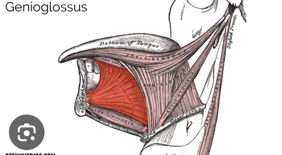 <p>Origin: Mandible</p><p>Insertion: Surface of the tongue</p><p>Action: Sticks tongue out.</p>