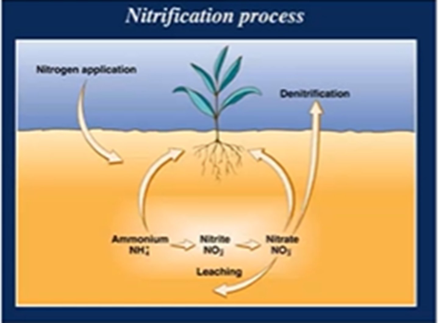 <p>soil bacteria oxidize NH4 to nitrite/NO2 then nitrate/NO3</p>