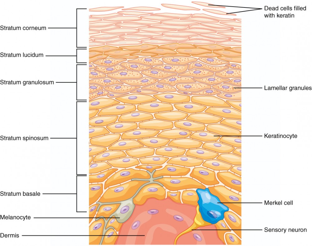 <p>corneum</p><p>lucidum (thick skin)</p><p>granulosum</p><p>spinosum</p><p>stratum basal</p>