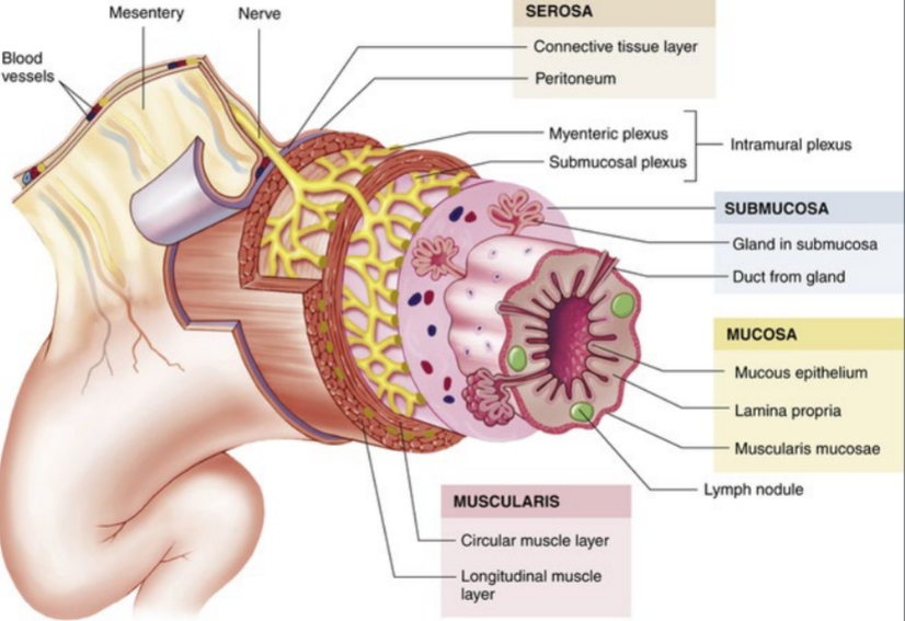 <p>From inside to out: Mucosa, Submucosa, Muscularis externa, Serosa/Adventitia</p>