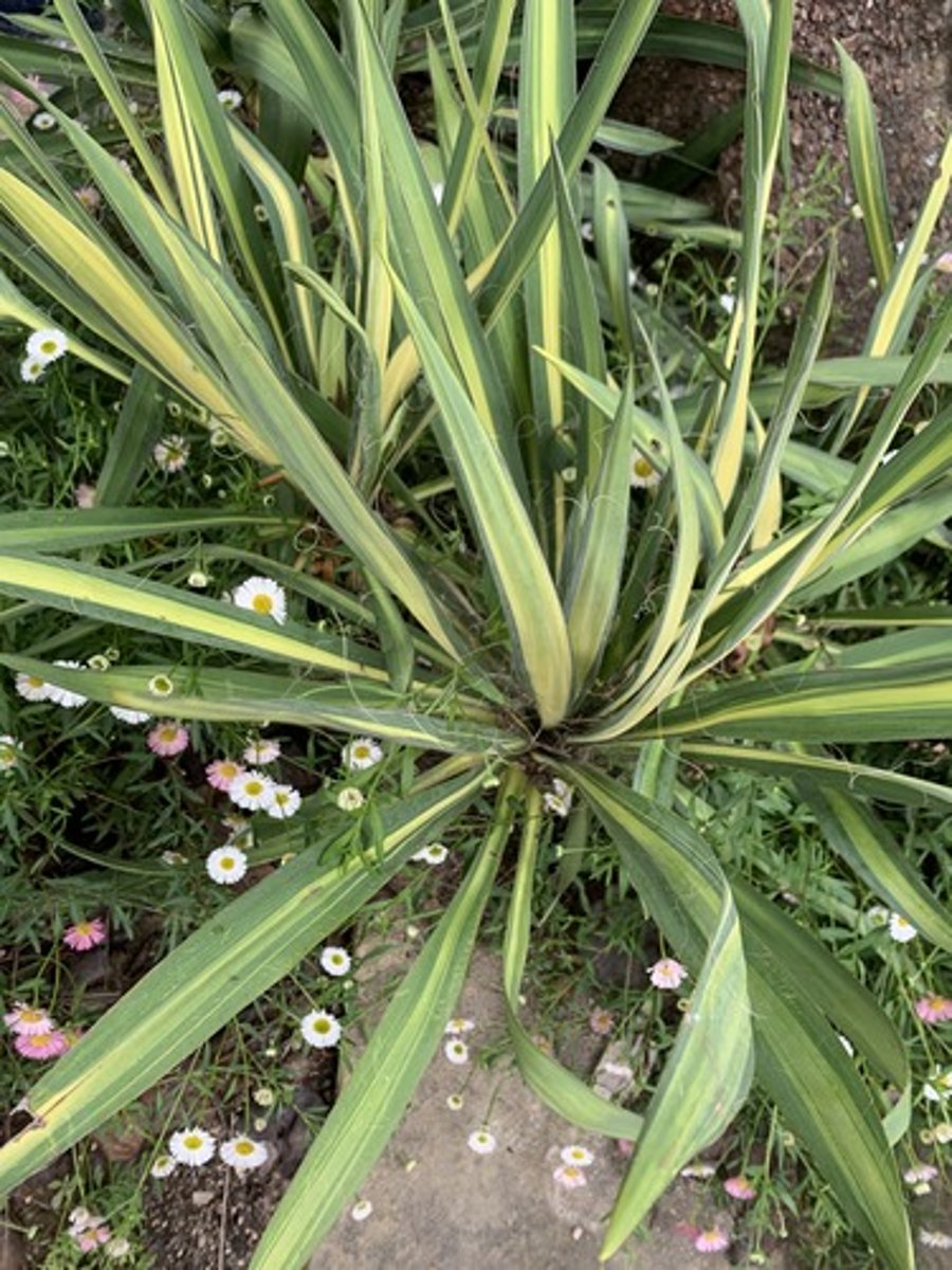 <p>Leaf blades have long hair like fibrous on them, scratchy sandpaper feeling, basil growth and forms a shallow U, about 3'-8', possible cultivars</p>