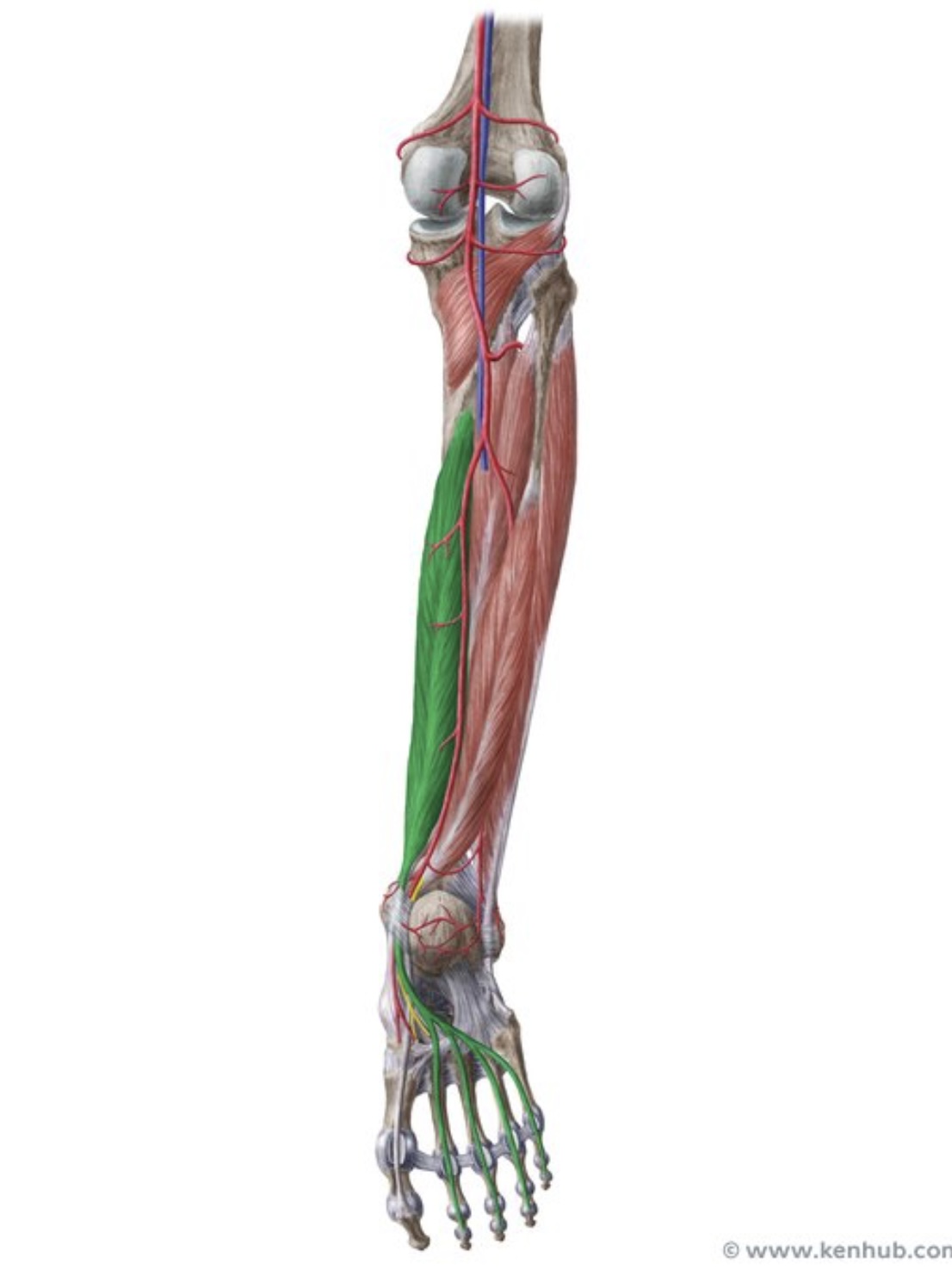 knowt flashcard image