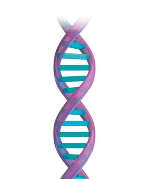 <p>long, double stranded DNA molecule</p>