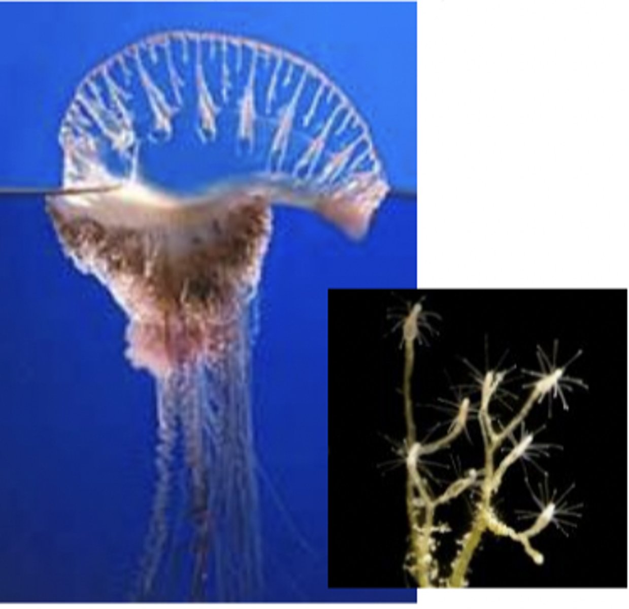 <p>polyp - medusa - polyp/medusa (har alla livsstadier). Har kolonier i polyper som sitter i grenar där olika polyper har olika funktioner. ex portugisisk örlogsman</p>