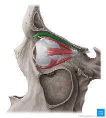 <p>medial eye socket to superior tarsal plate [rais upper eyelid] <em>Origin: lesser wing of the sphenoid Insertion: skin of the eyelid</em></p>