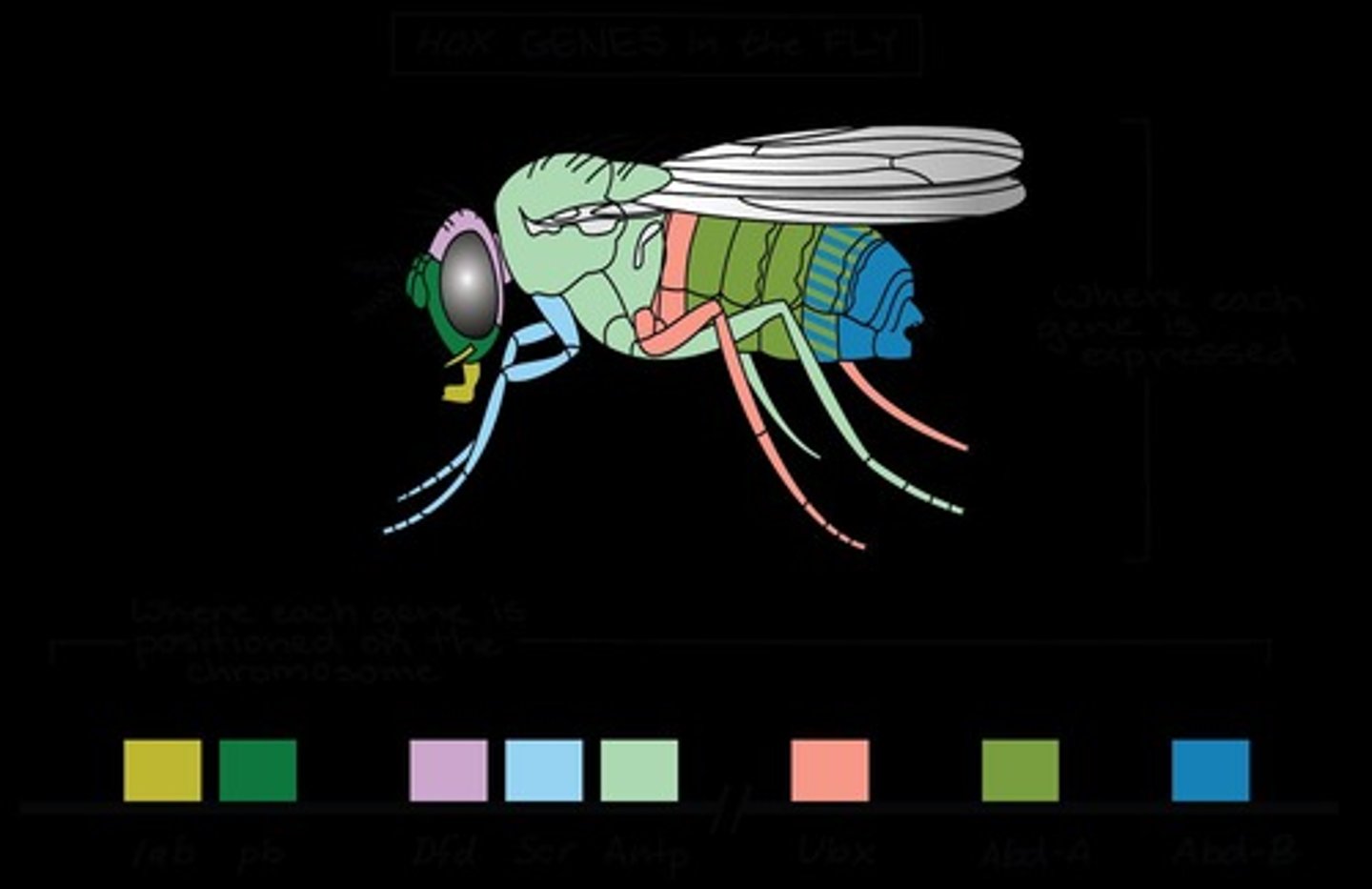 <p>A set of genes that control body plan development, allowing for modular segments and rapid evolution of new body plans.</p>