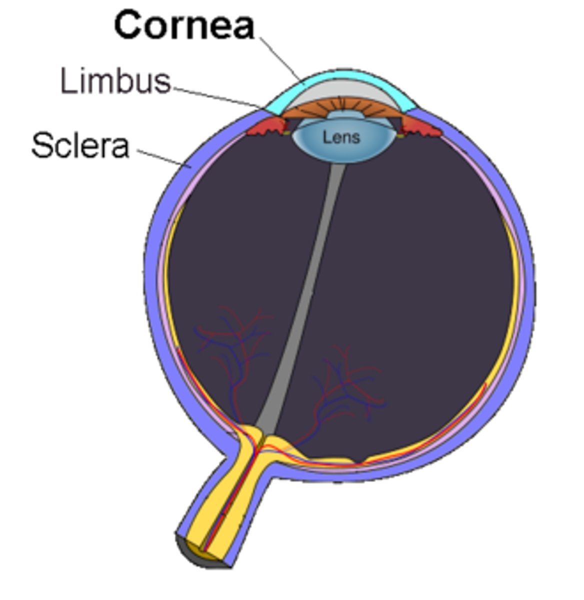 <p>Cornea</p>