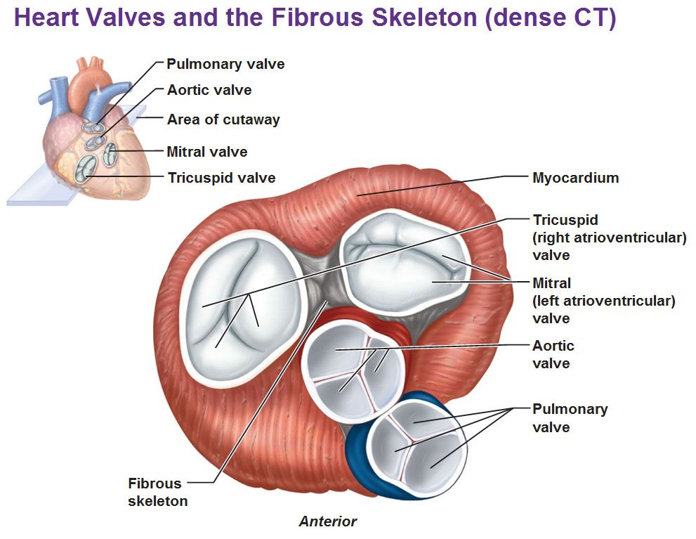 <p>A. Bicuspidal or mitral </p><p>B. Tricuspidal</p>