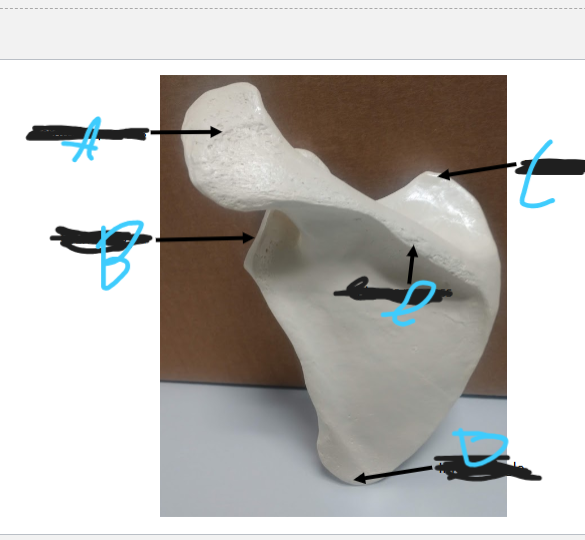 <p>What is D?</p>
