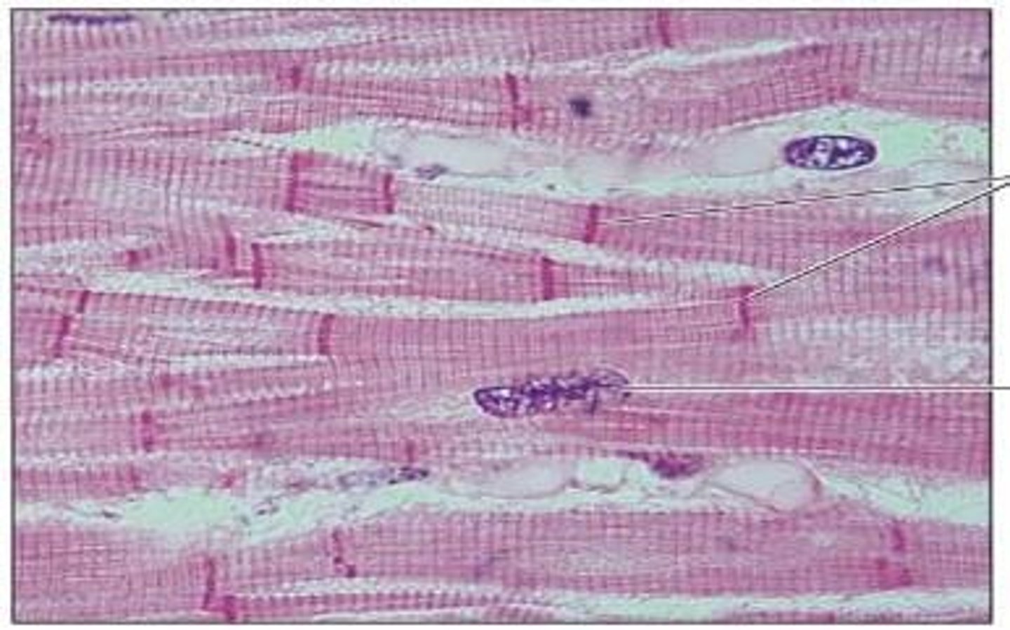 <p>Involuntary, striated muscle that forms the muscular wall of the heart (myocardium) and produces regular contractions known as heartbeats.</p>