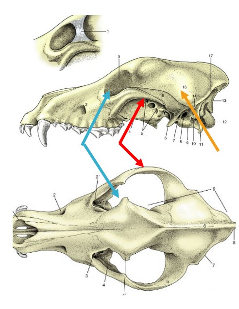 * curves laterally away from the braincase
  * passes ventral to the orbit
  * formed by 2 bones – temporal caudally & zygomatic rostrally

*red*