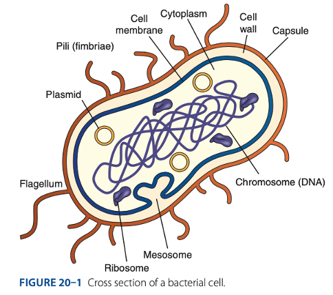 <ol><li><p>Endotoxin  </p></li><li><p>Pili </p></li><li><p>Flagella </p></li><li><p>Capsule </p></li><li><p>Exotoxins </p></li></ol><p></p>