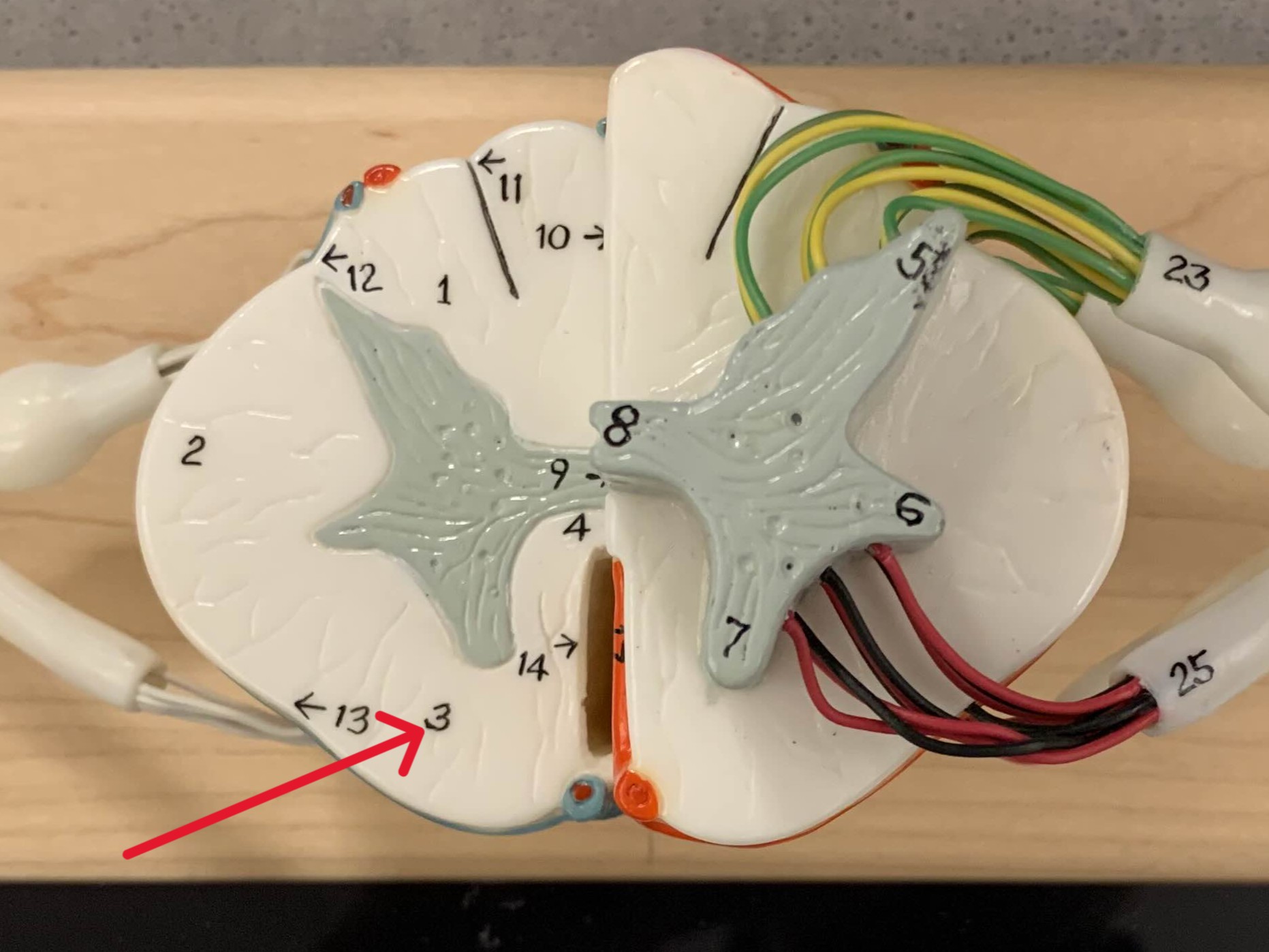 <p>Which white column of the spinal cord is:</p><ul><li><p>Between anterior gray horn and anterior median fissure</p></li></ul><p></p>