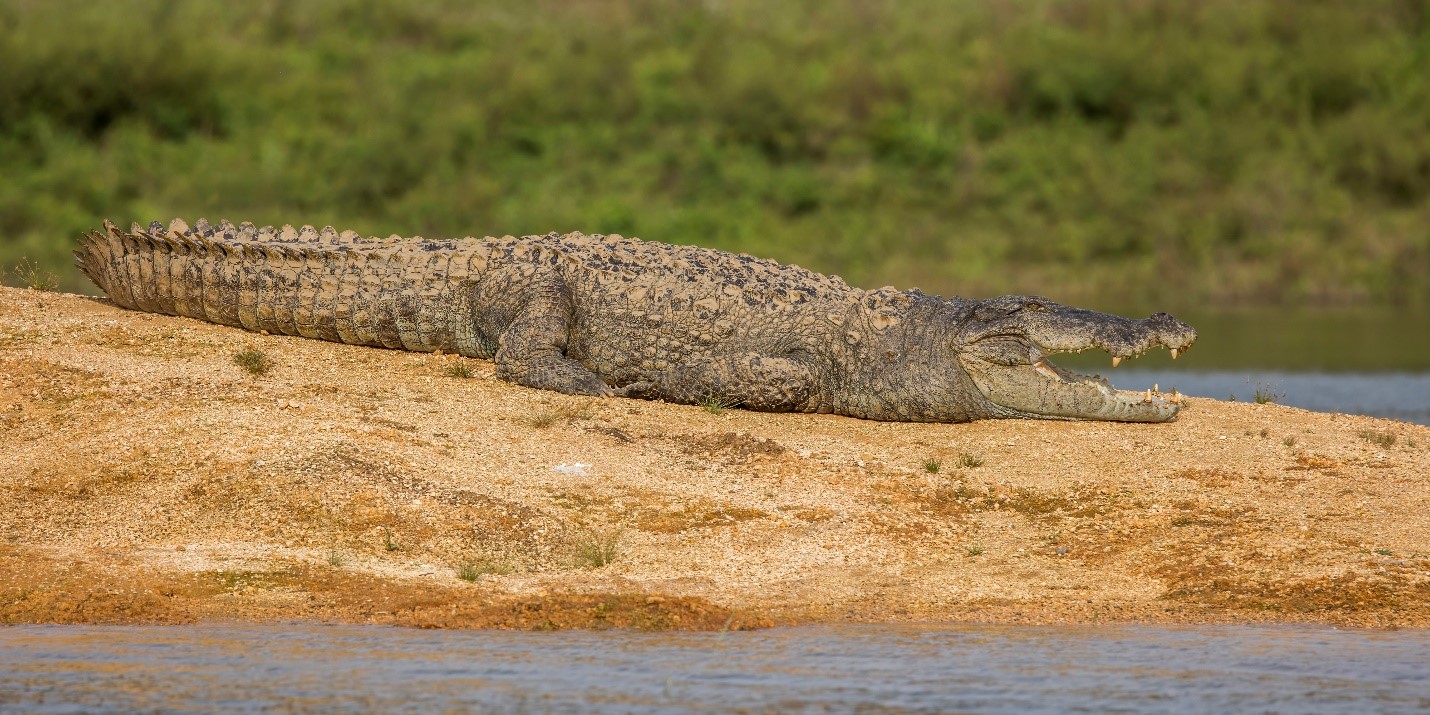 Crocodylus palustris