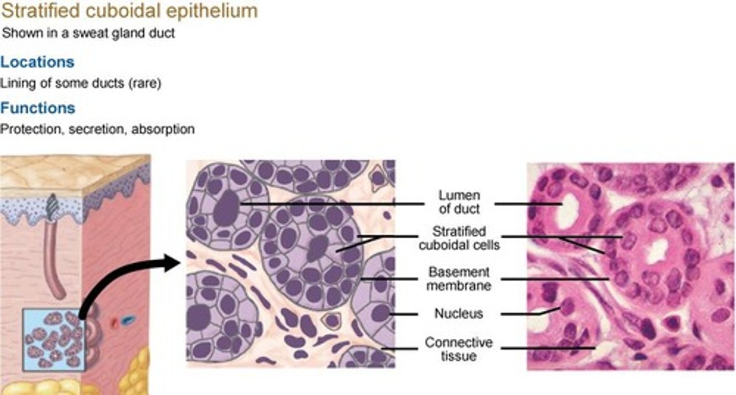 <p>Acts as a physical barrier for protection and specializes in secretion and absorption; found in lining of ducts, sweat glands and larger ducts of exocrine glands.</p>