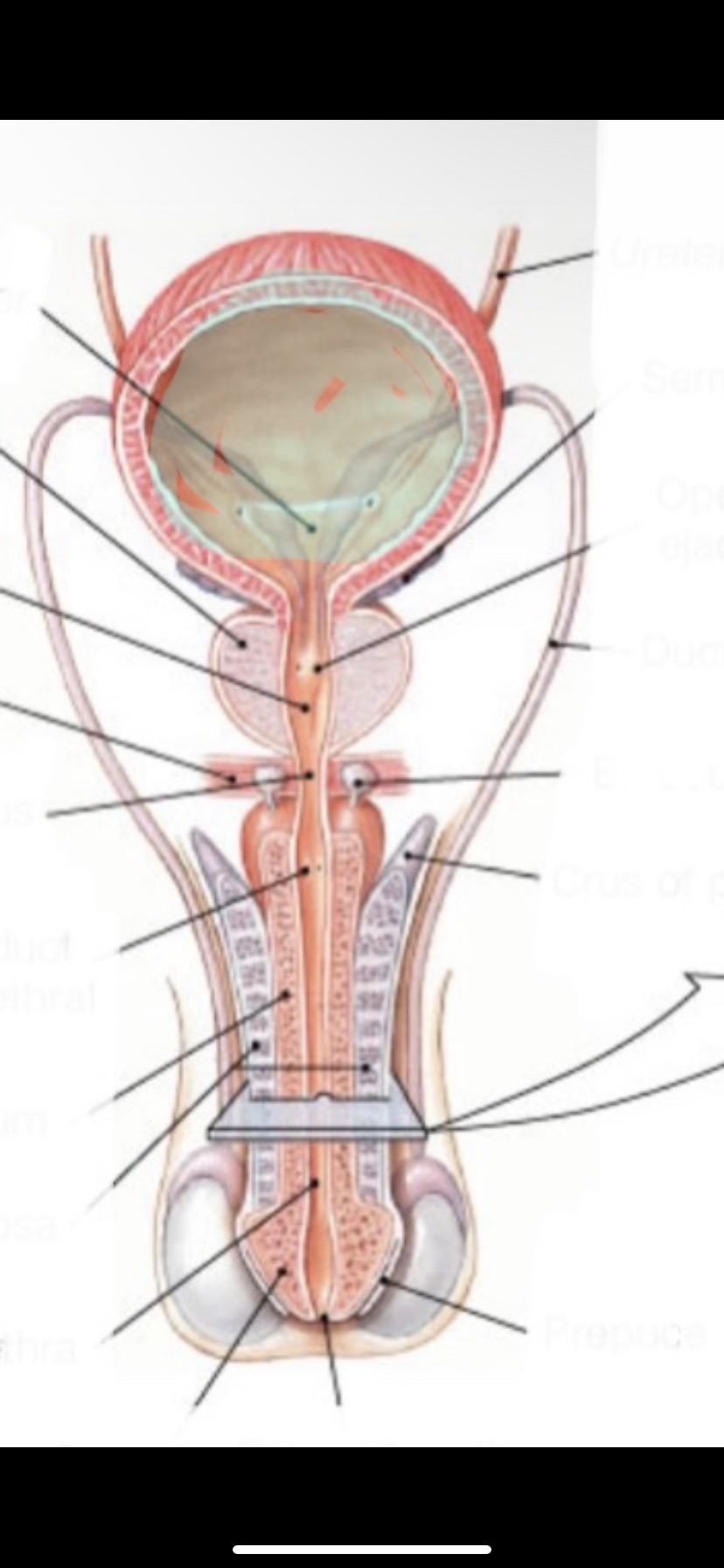 Urinary bladder 