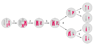 <p>The type of cell division that creates gametes each with half of your genetic information.</p>