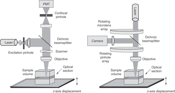 <p>Key advantages and disadvantage of Confocal Laser Scanning Microscopy</p>