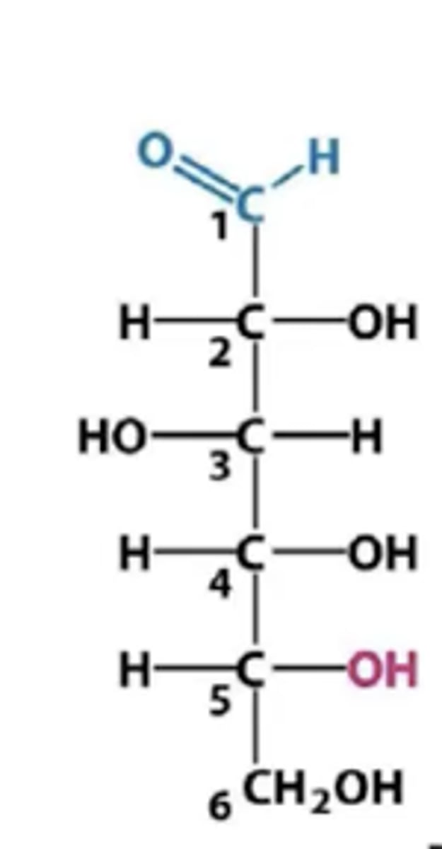 <p>the new chiral center formed in ring closure; it was the carbon containing the carbonyl in the straight-chain form</p>