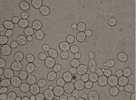 <p>Identify: Fungi</p>