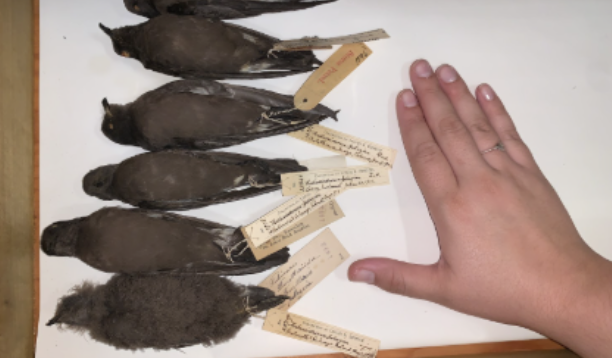 <p>Southern Storm-Petrels</p>