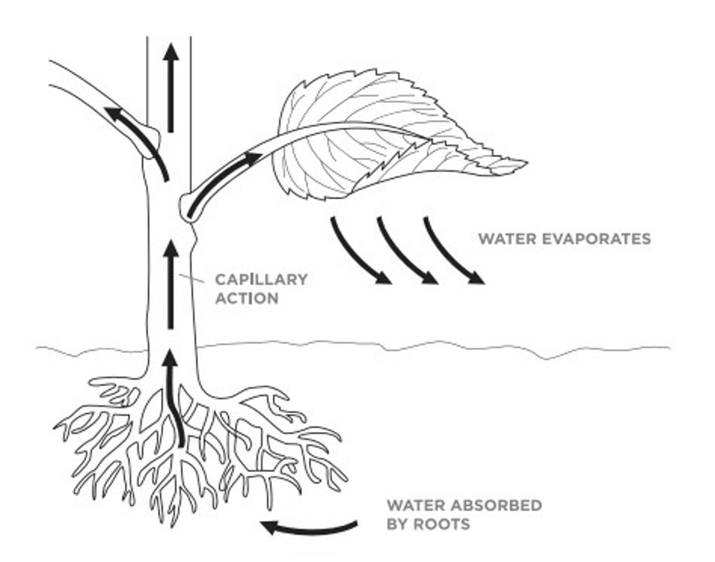 <p>How does capillary action work?</p>